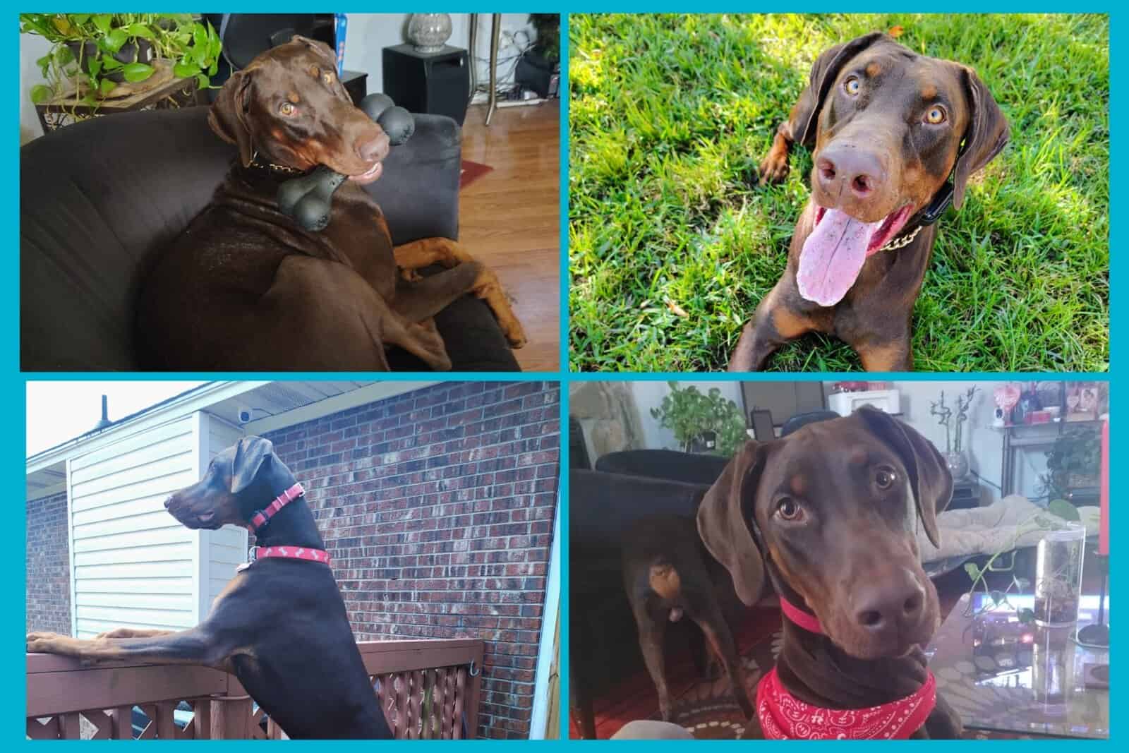 RE-HOMING Ace & Loki — Purebred Dobermans image 2