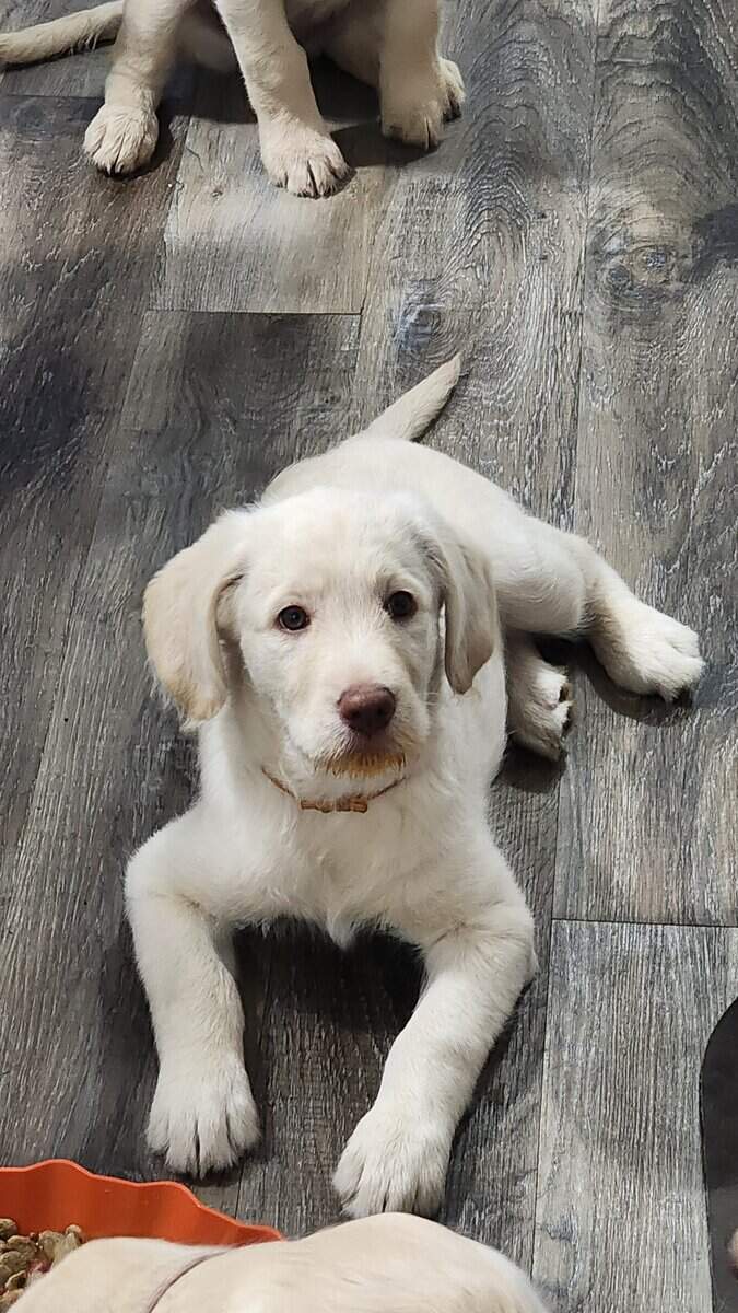 Labradoodle Puppies image 2