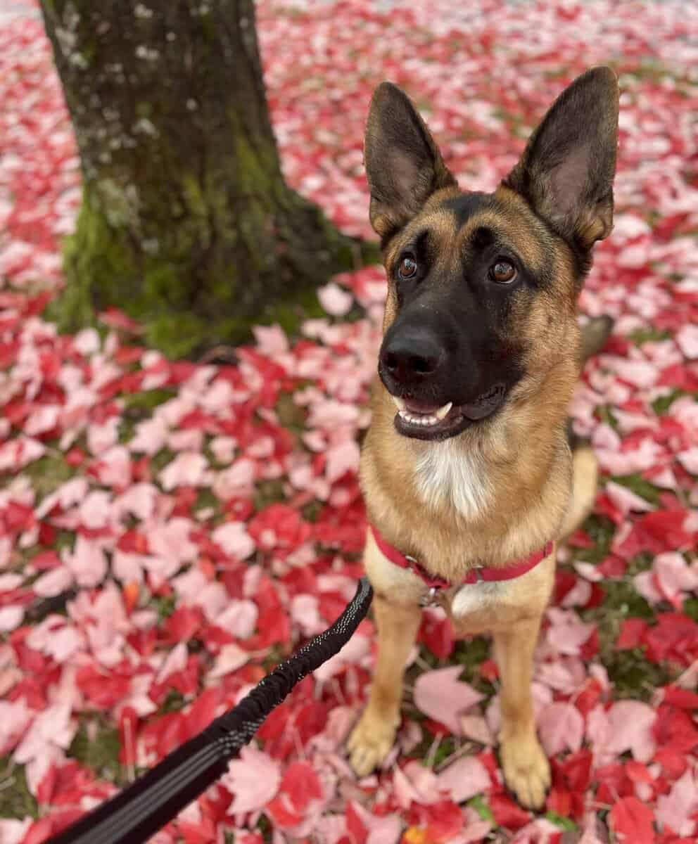 German Shepard and Border Collie Mix image 5