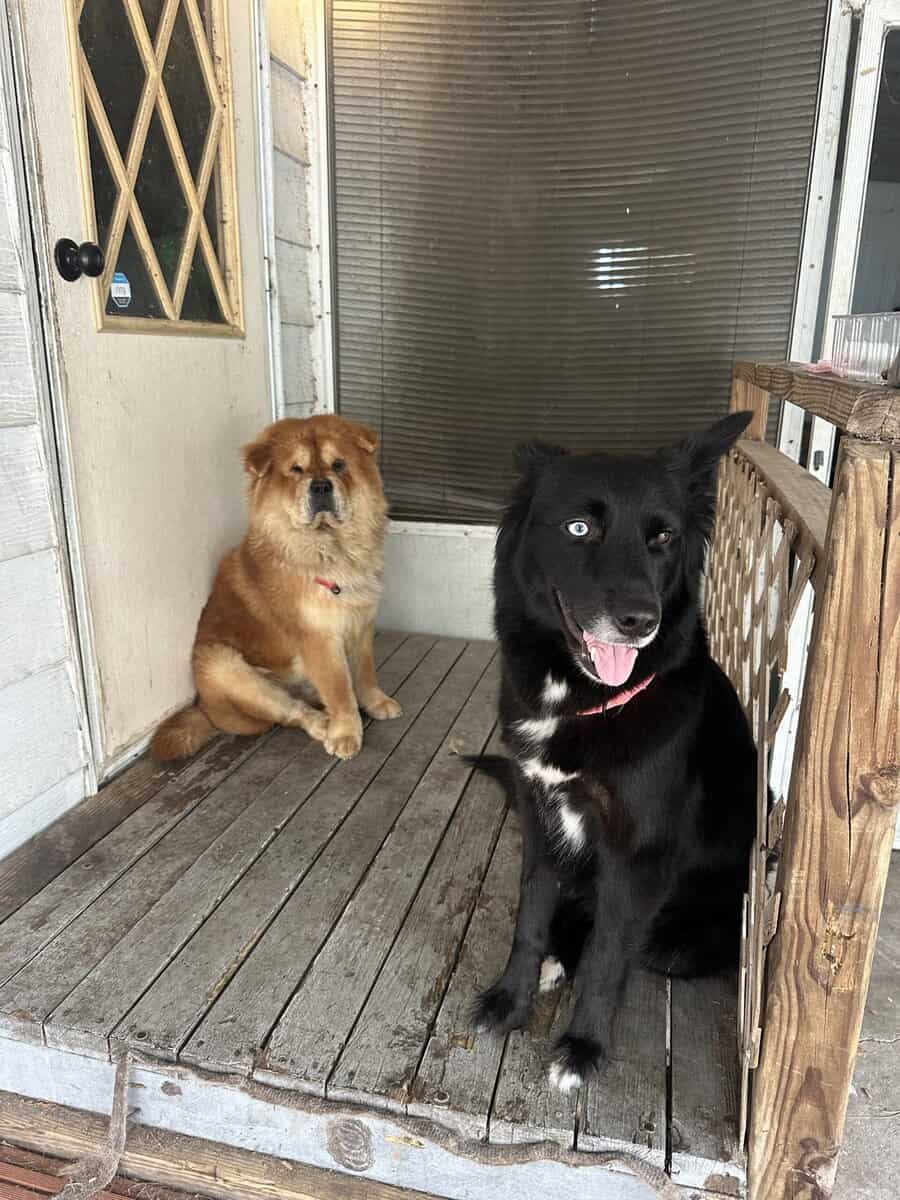 German Shepherd/Husky & Chow Chow Mixed Breed Pups image 7