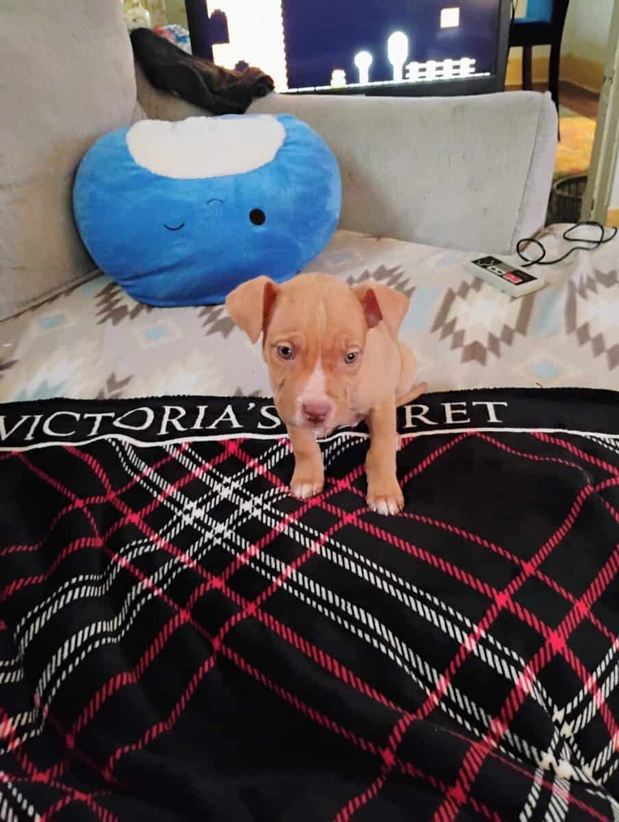 Looking for a furever home image 1