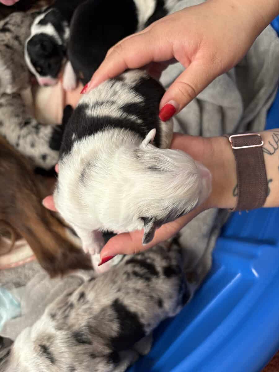 Australian Shepherd Puppies image 5