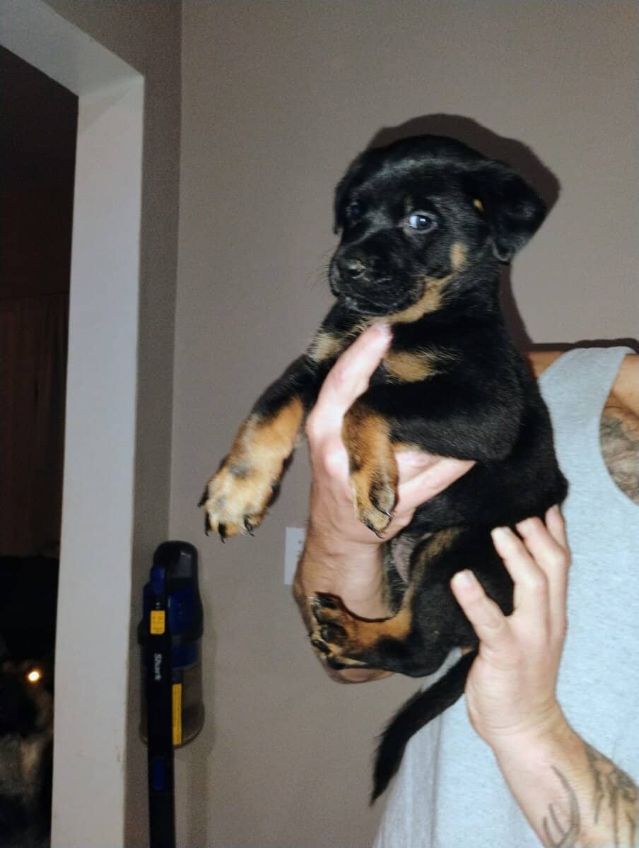 Rottweiler/ German Shepherd mix puppies image 6