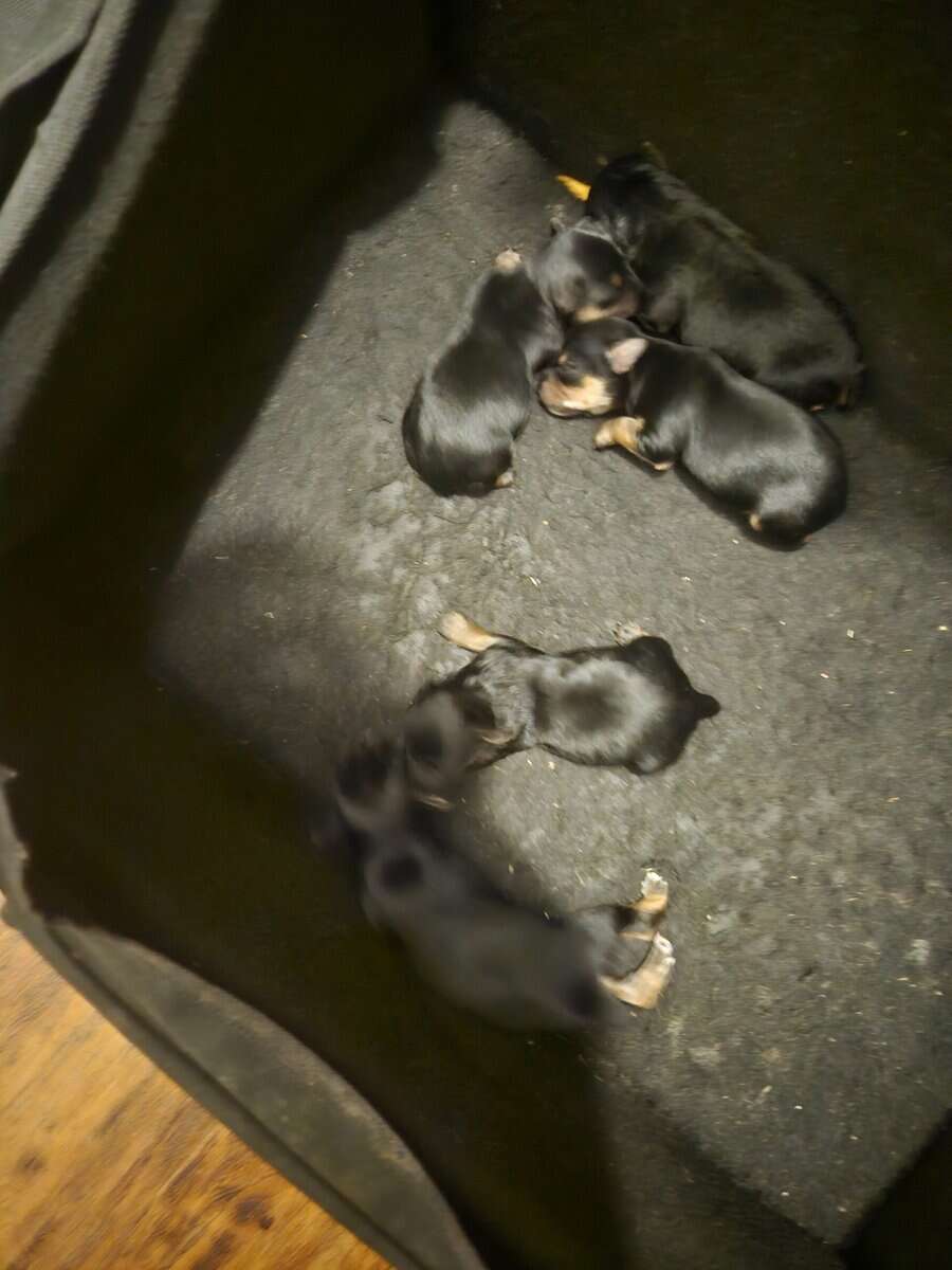 Yorkie puppies image 1