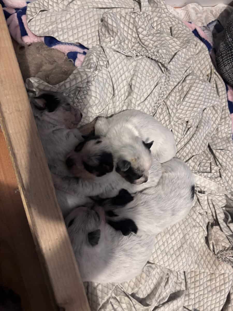 Australian cattle dog pups image 3