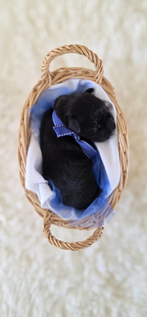 Labrador Retriever/Border Collie Puppies For Sale image 10