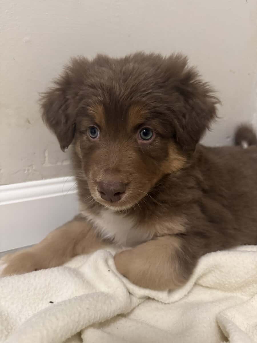 Australian Shepherd Red Tri Female Pup image 2