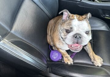 Female English bulldog for sale