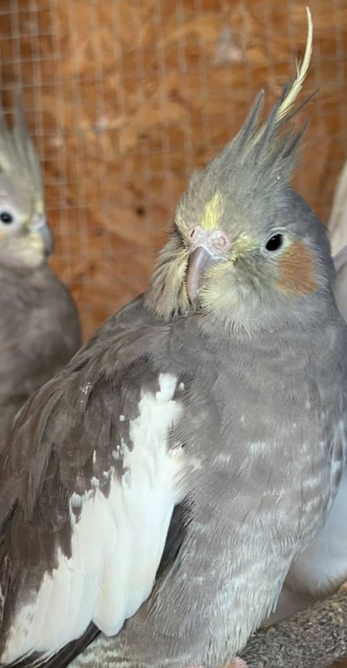 Female cockatiel image 1