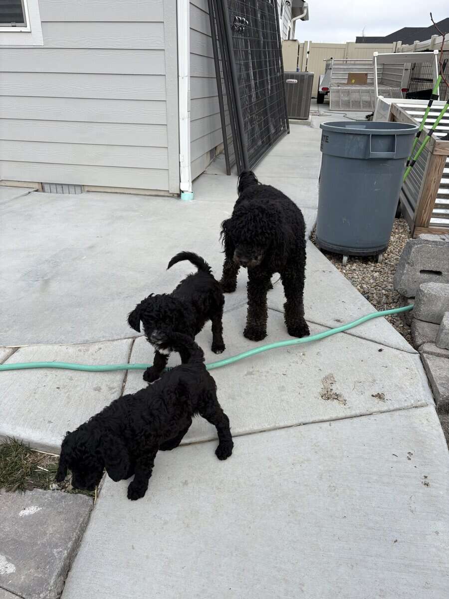 Beautiful purebred Moyen Poodles image 3