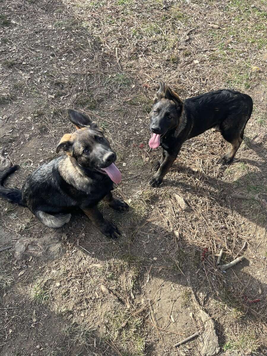 AKC GERMAN SHEPHERD PUPPIES image 2