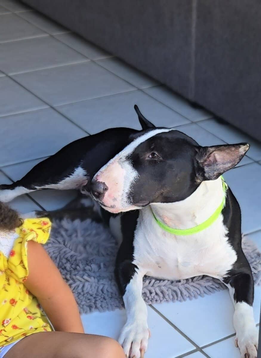 Bullterrier 2yrs female image 1