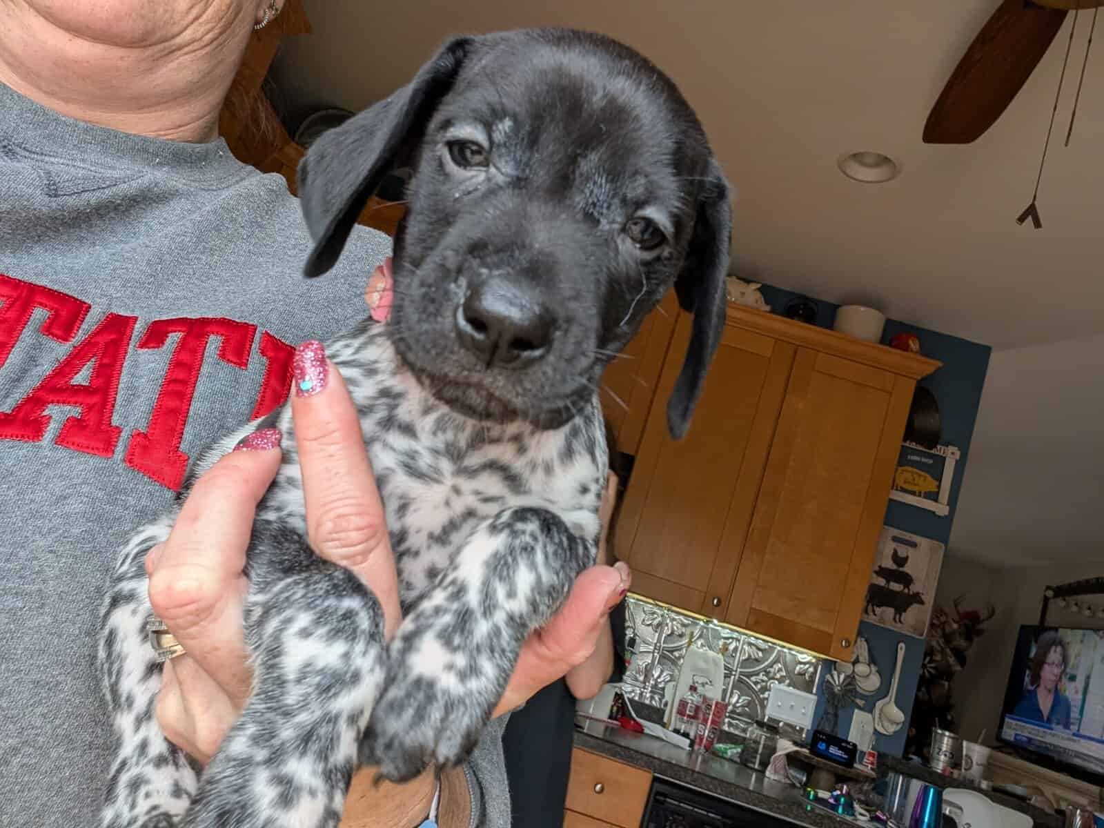 German Shorthair Pointer Puppies image 15