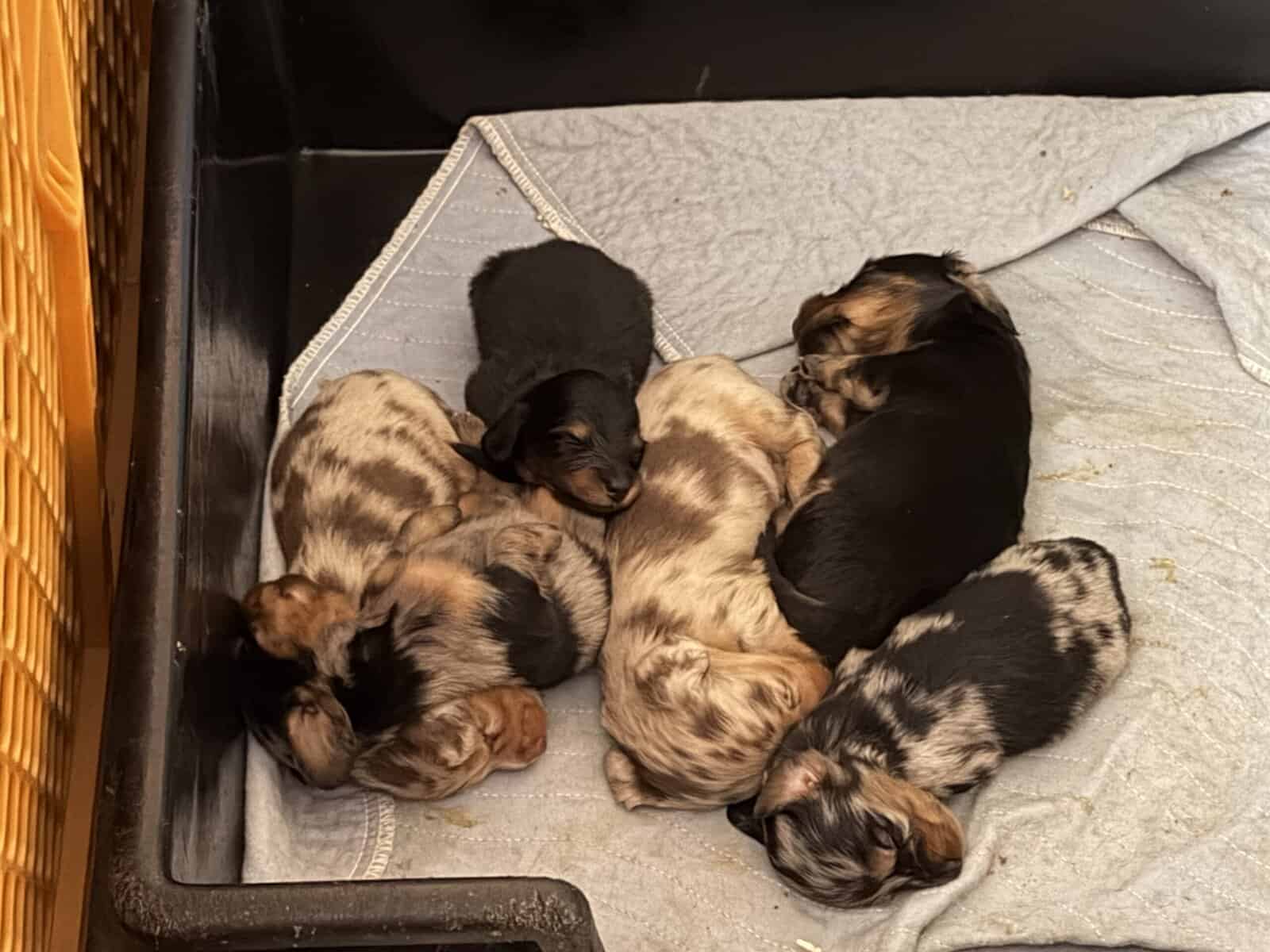 Champion bred dachshund puppies-Import line AKC image 3