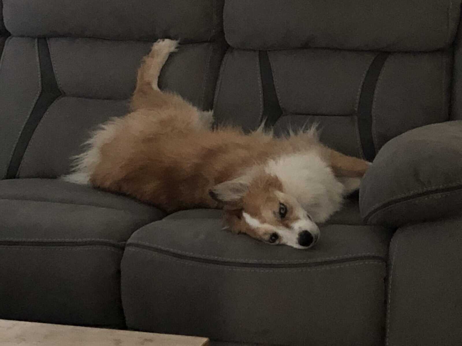 Sweet Female Aussie Looking for Her Person image 4