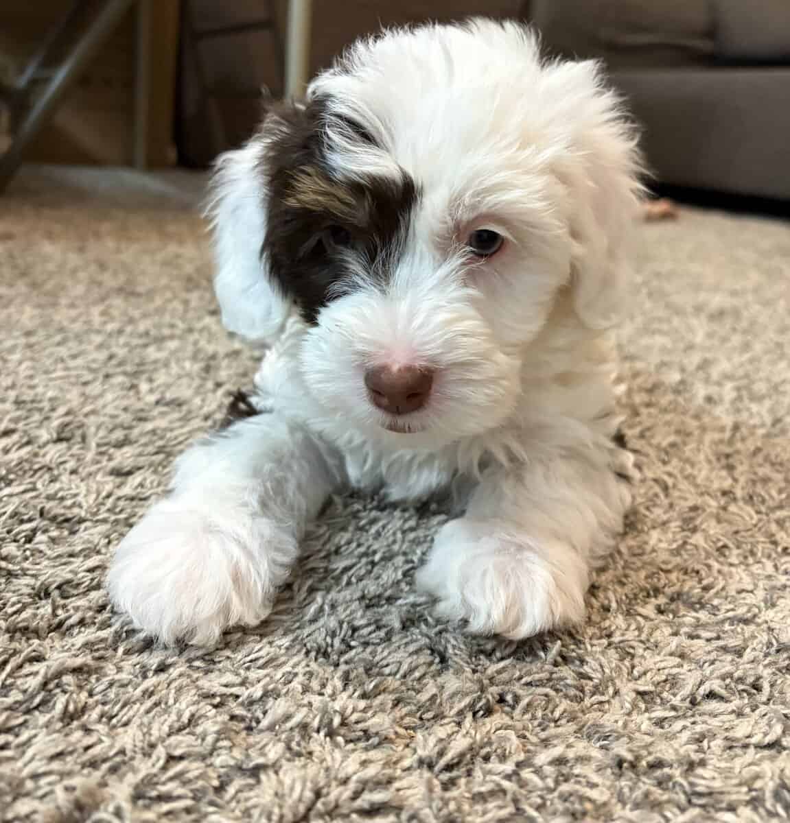 Sadie image 3