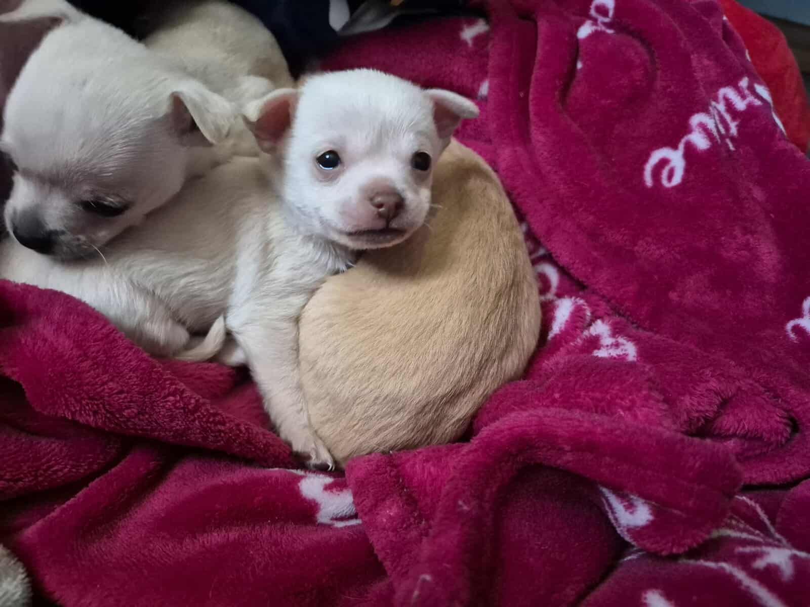 Chihuahua puppies image 1