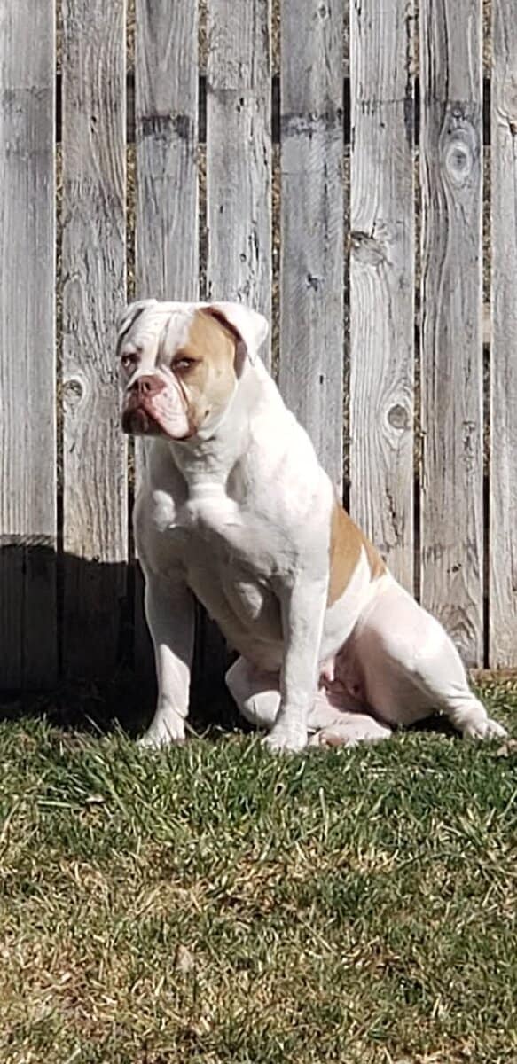 American Bulldogs image 4