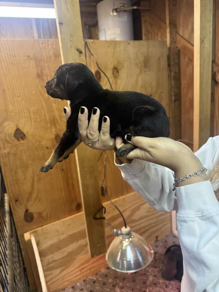 Dobermans image 5
