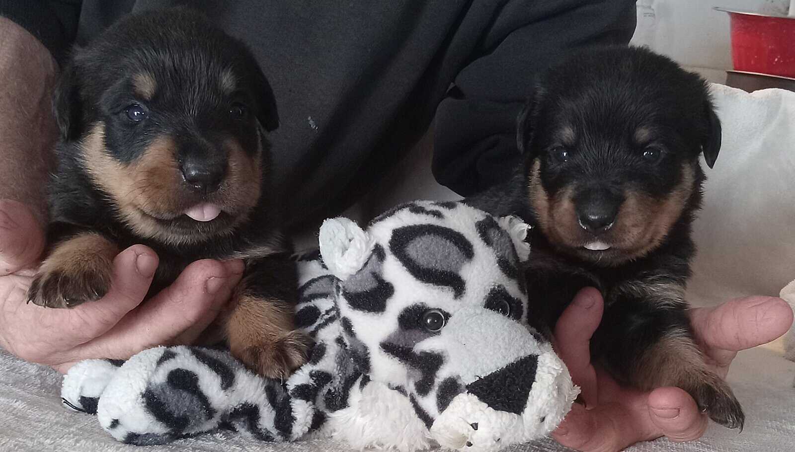 Rottweiler Puppies Looking for Forever Home image 6