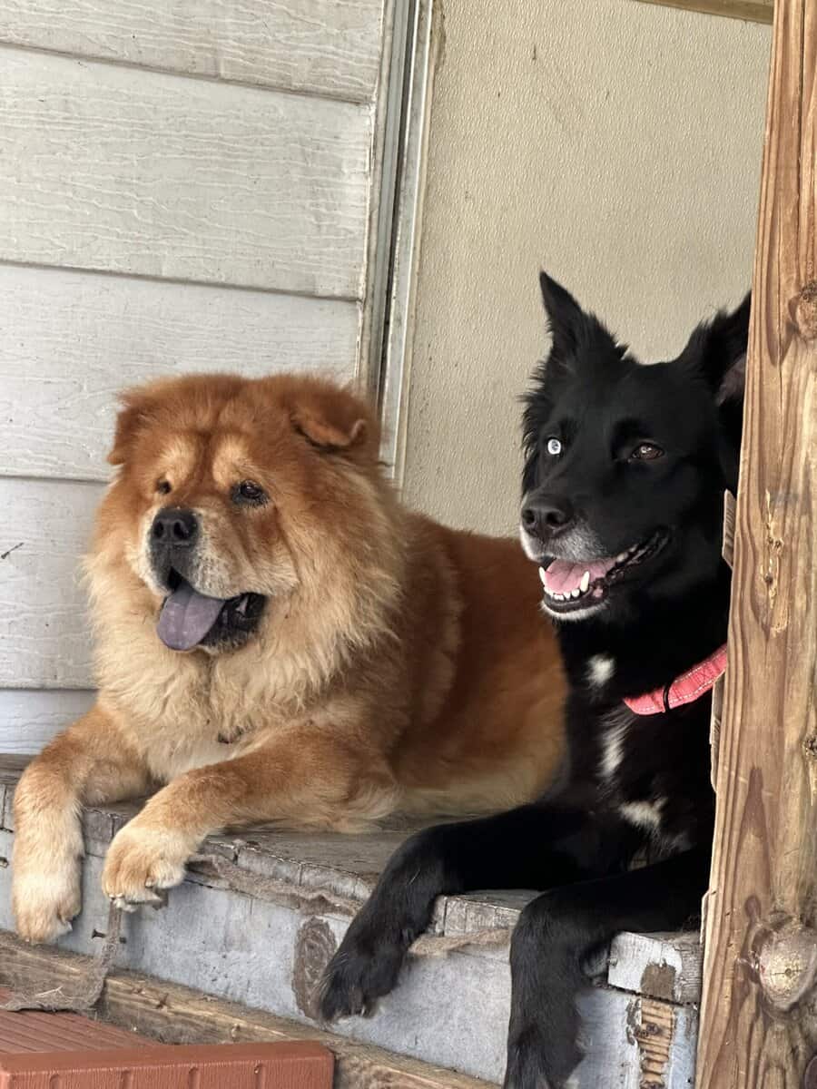 German Shepherd/Husky & Chow Chow Mixed Breed Pups image 6
