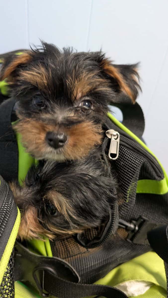Adorable Party yorkies image 6