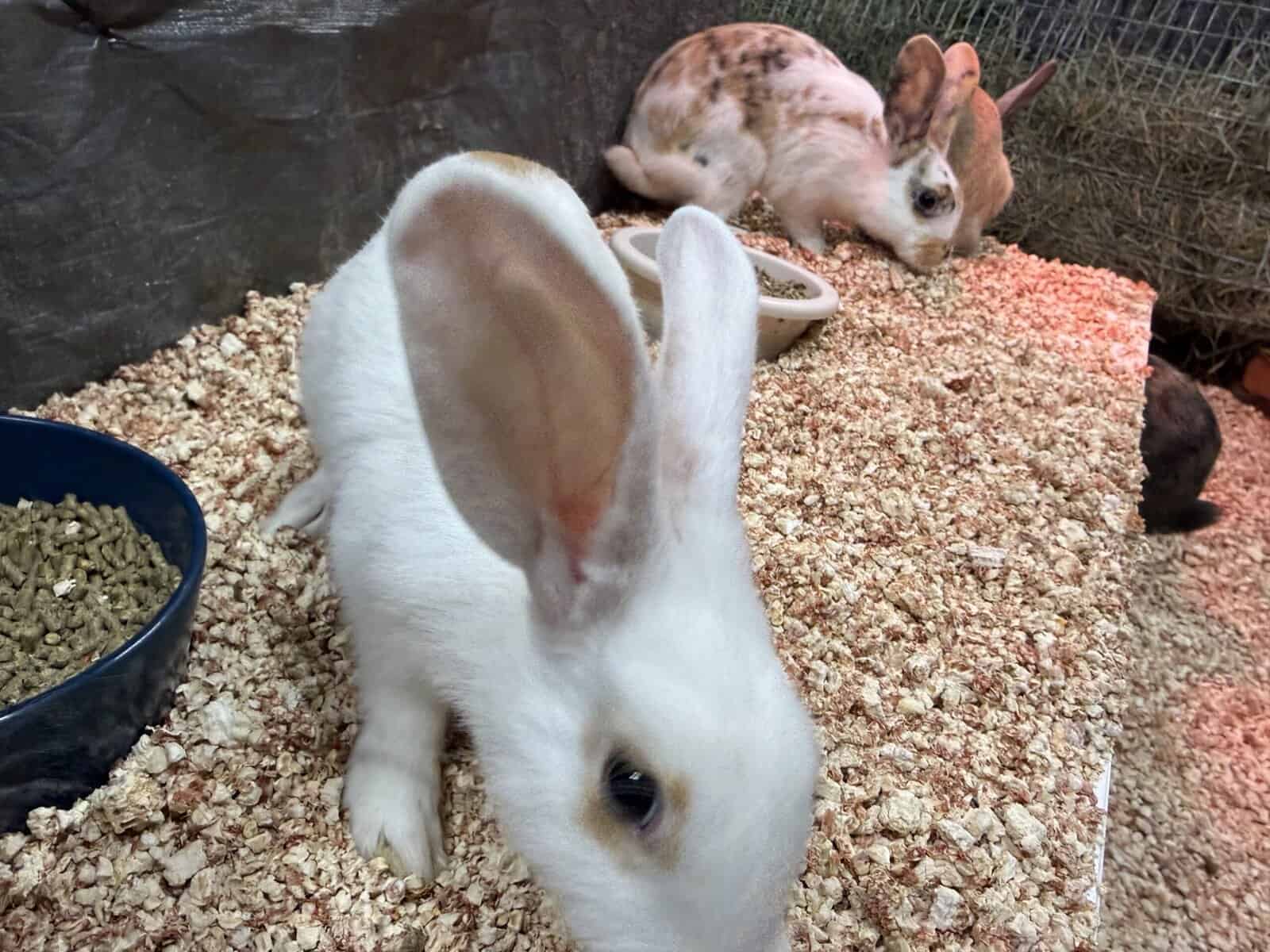 New Zealand Bunny Kits — Sweet, Chunky, & Ready No image 2