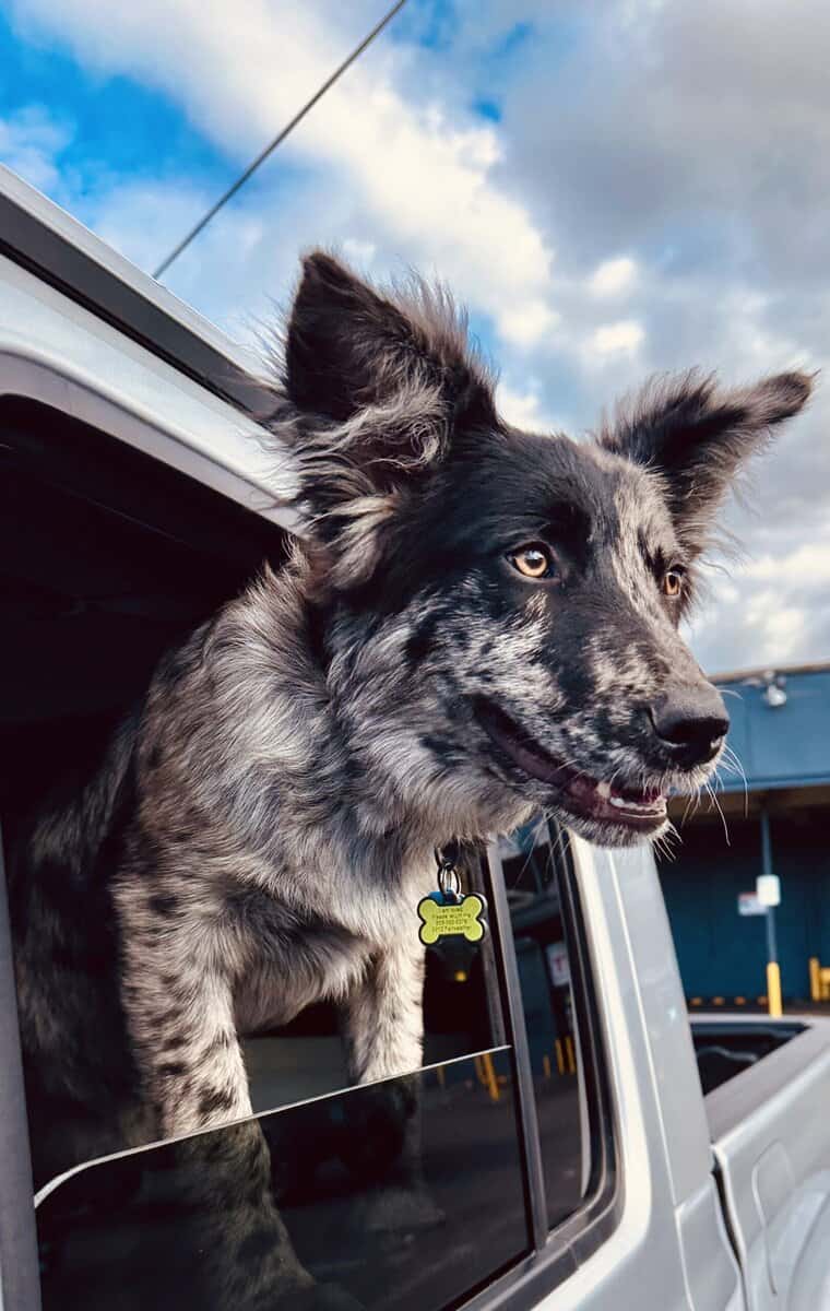 Cookie is ready for a new home! image 3