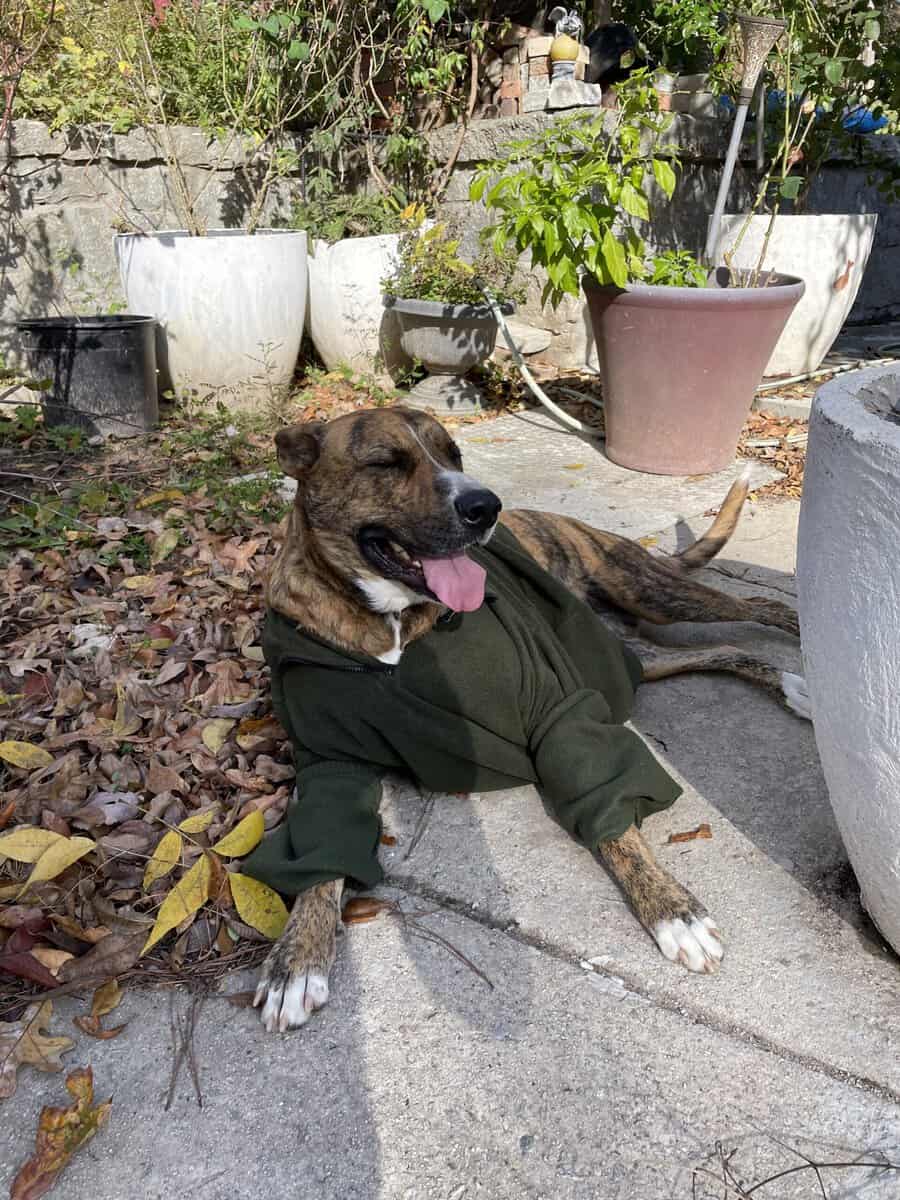 Looking for a loving home for Nena image 1