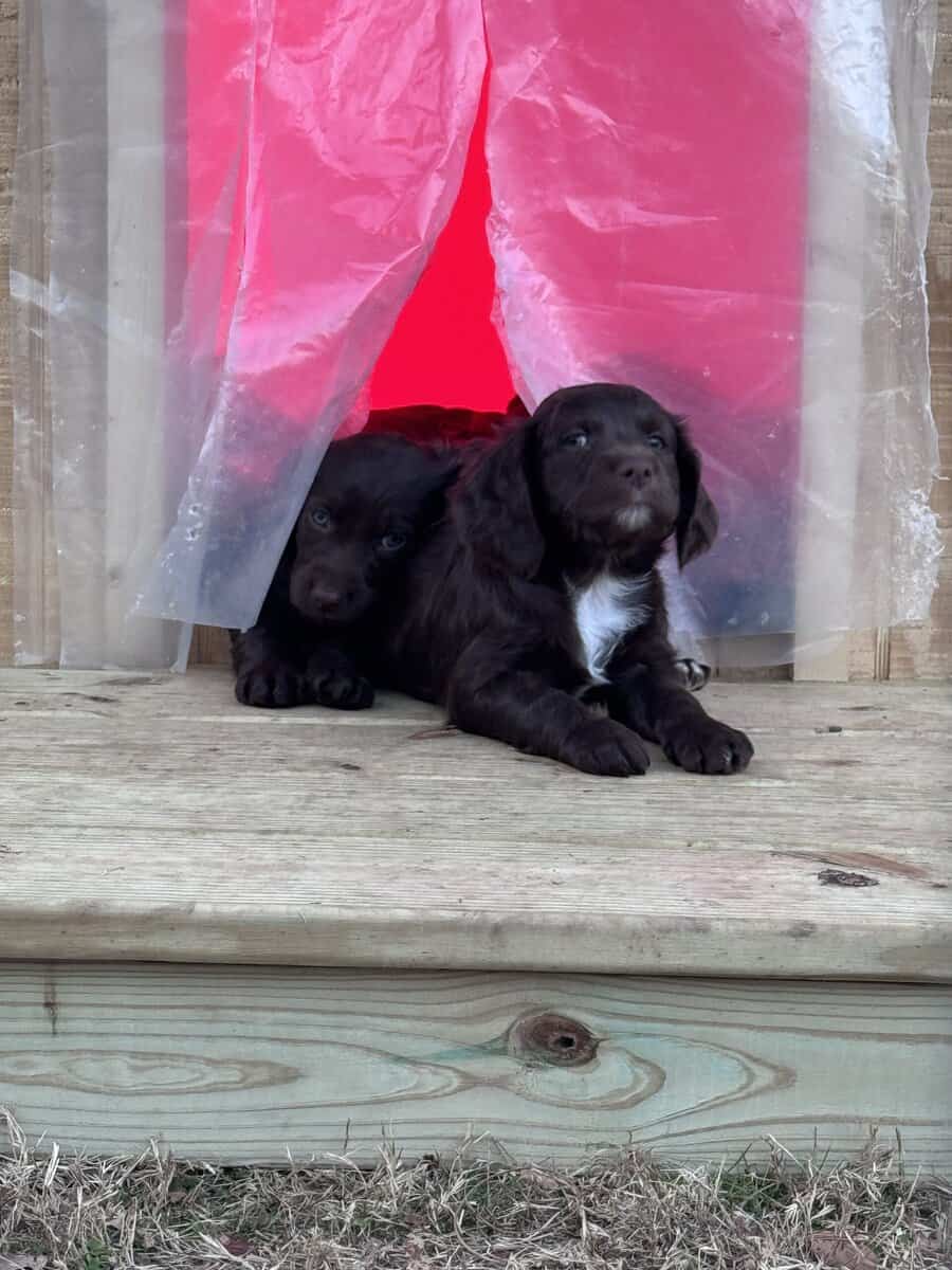 American water spaniel puppies image 3