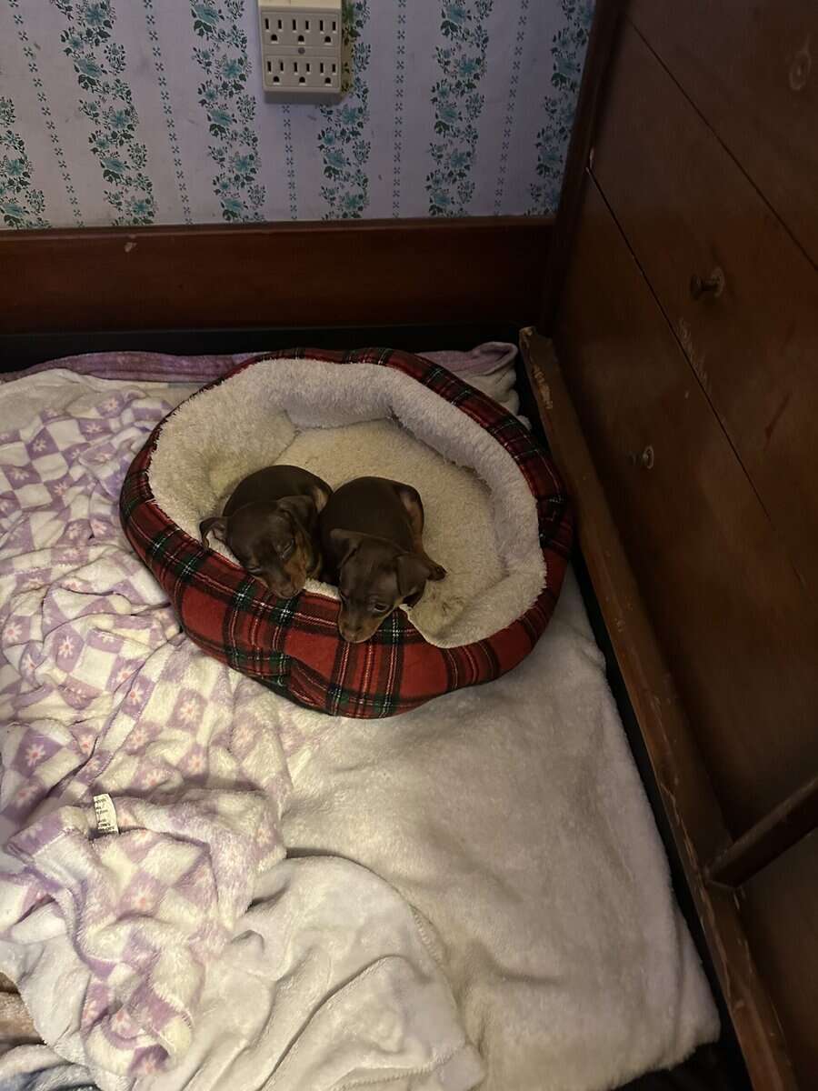 Min pin puppies image 15