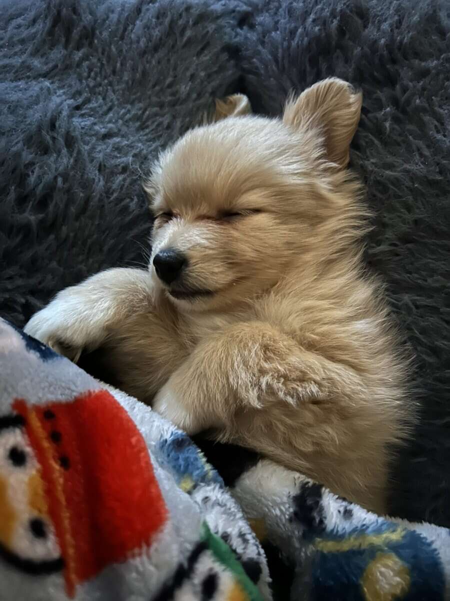 Pomeranian puppies June image 1