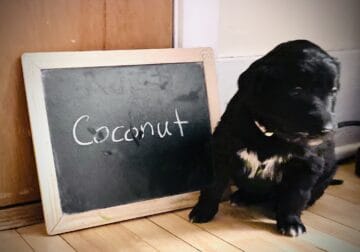 Coconut – Gollie puppy