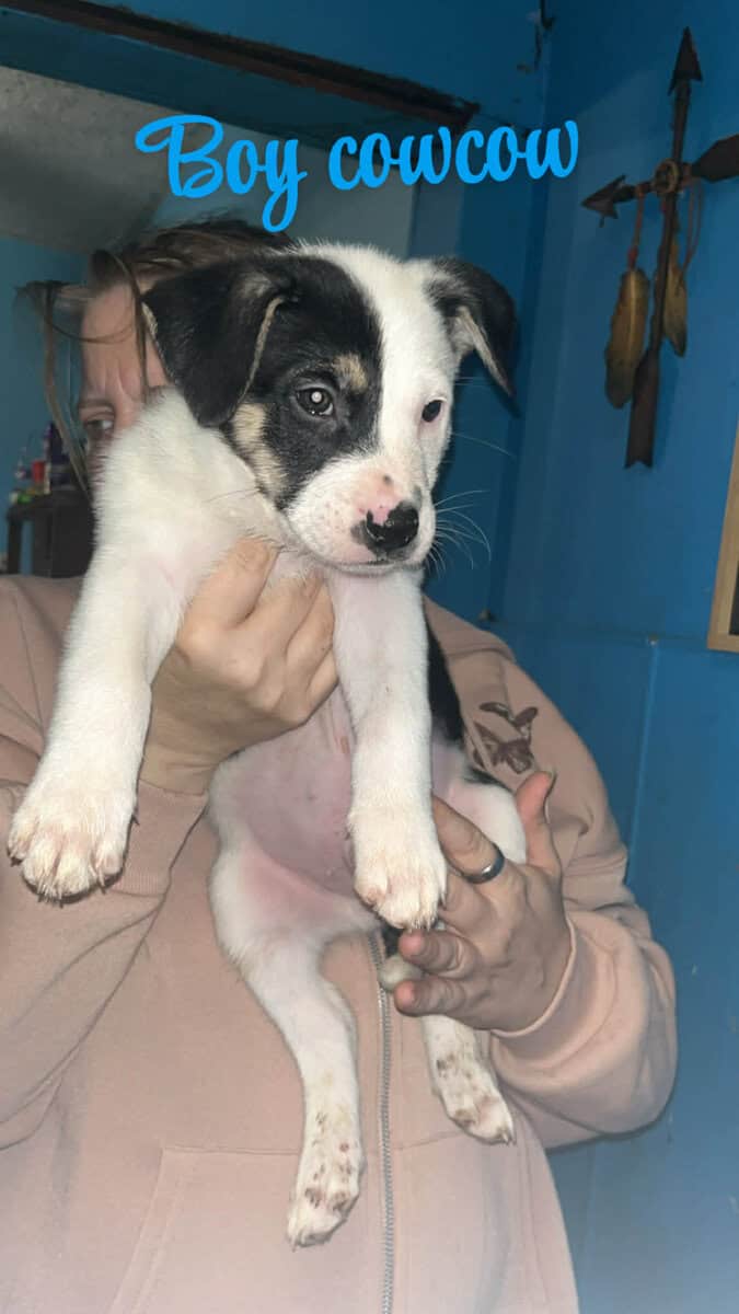 Puppies for sale image 6