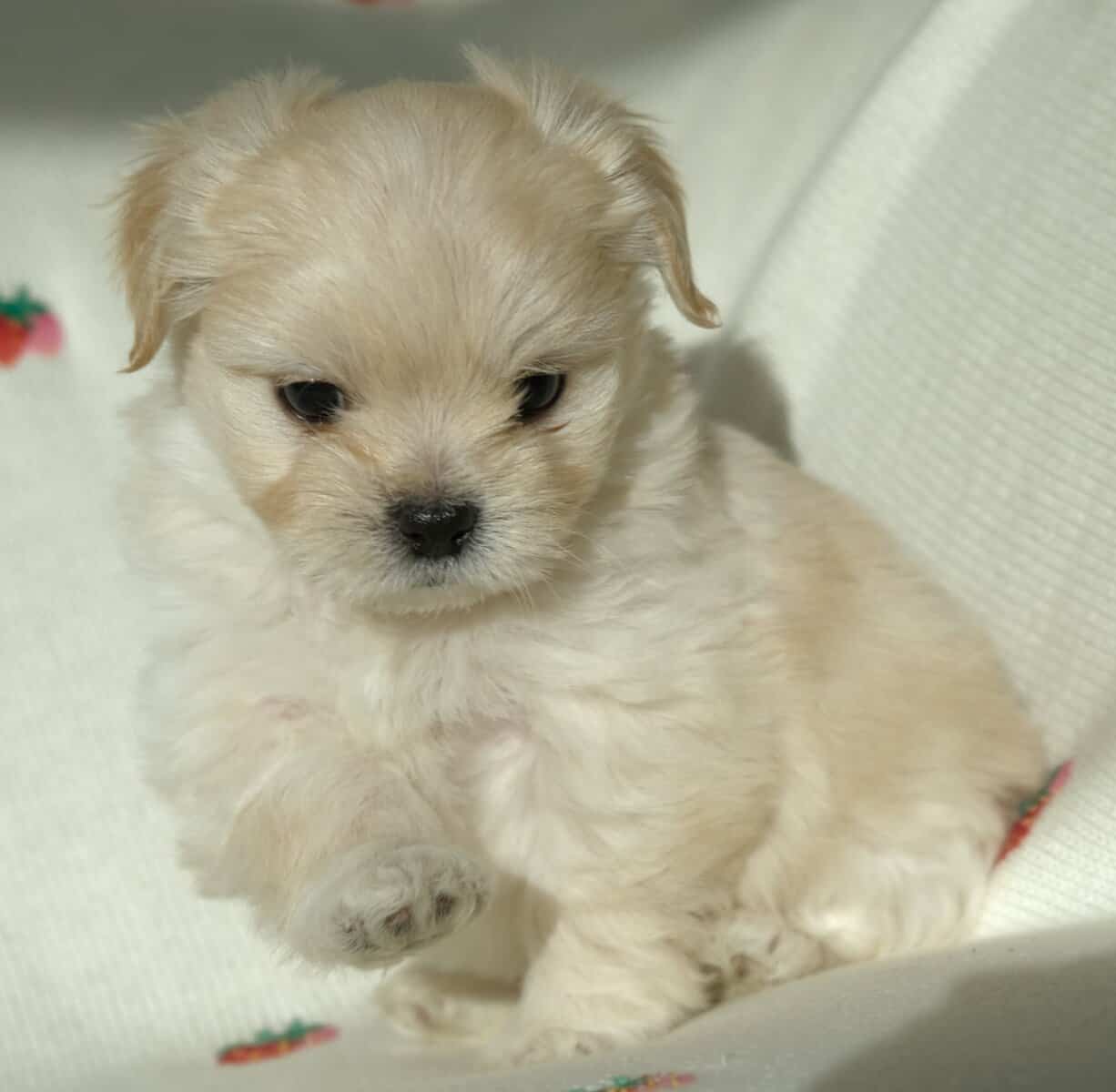 Maltese mix boy image 7