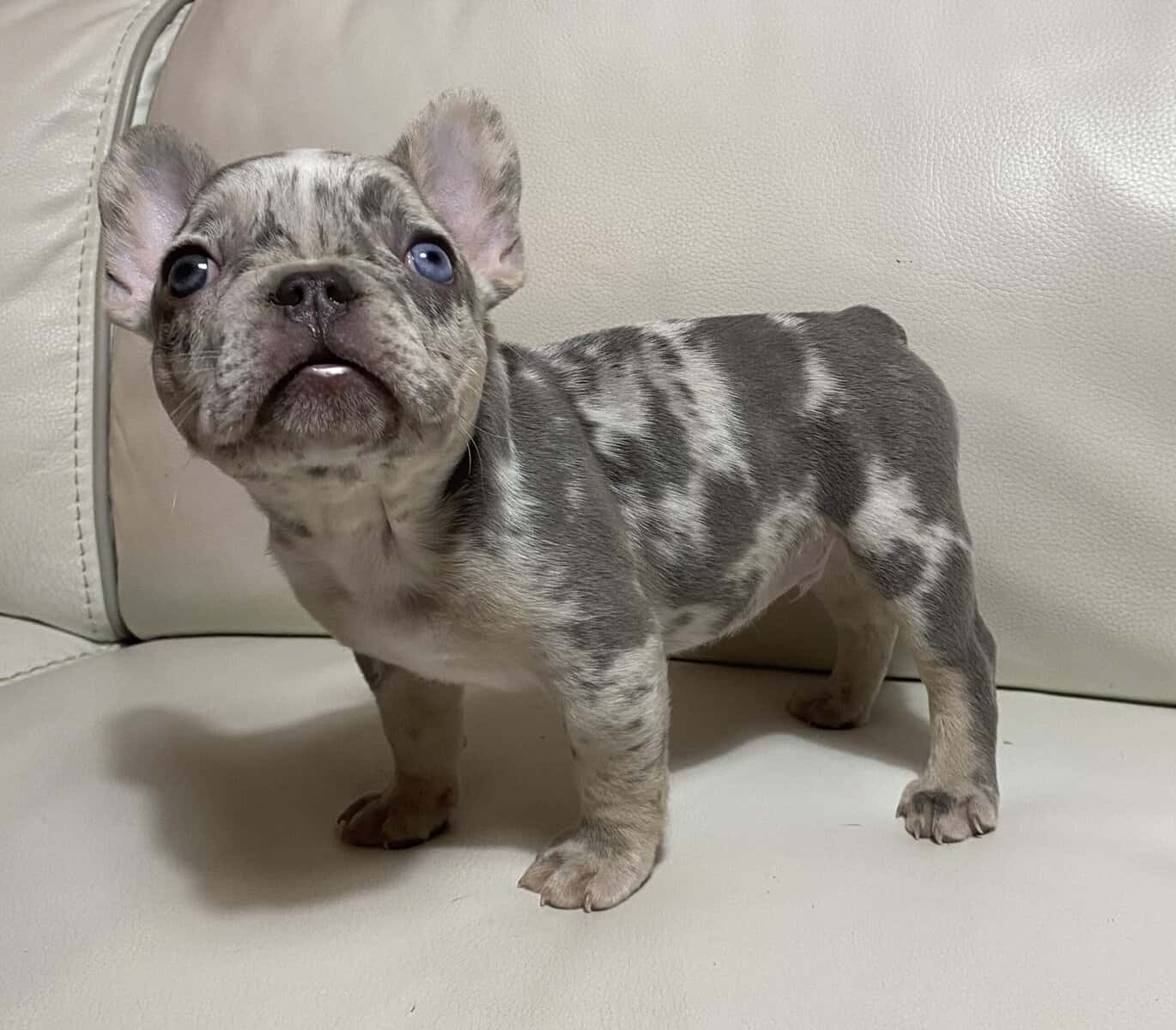 French Bulldog Merle Male image 2