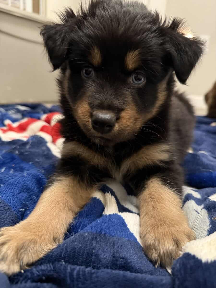 Australian Shepherd Black Female Puppy image 2
