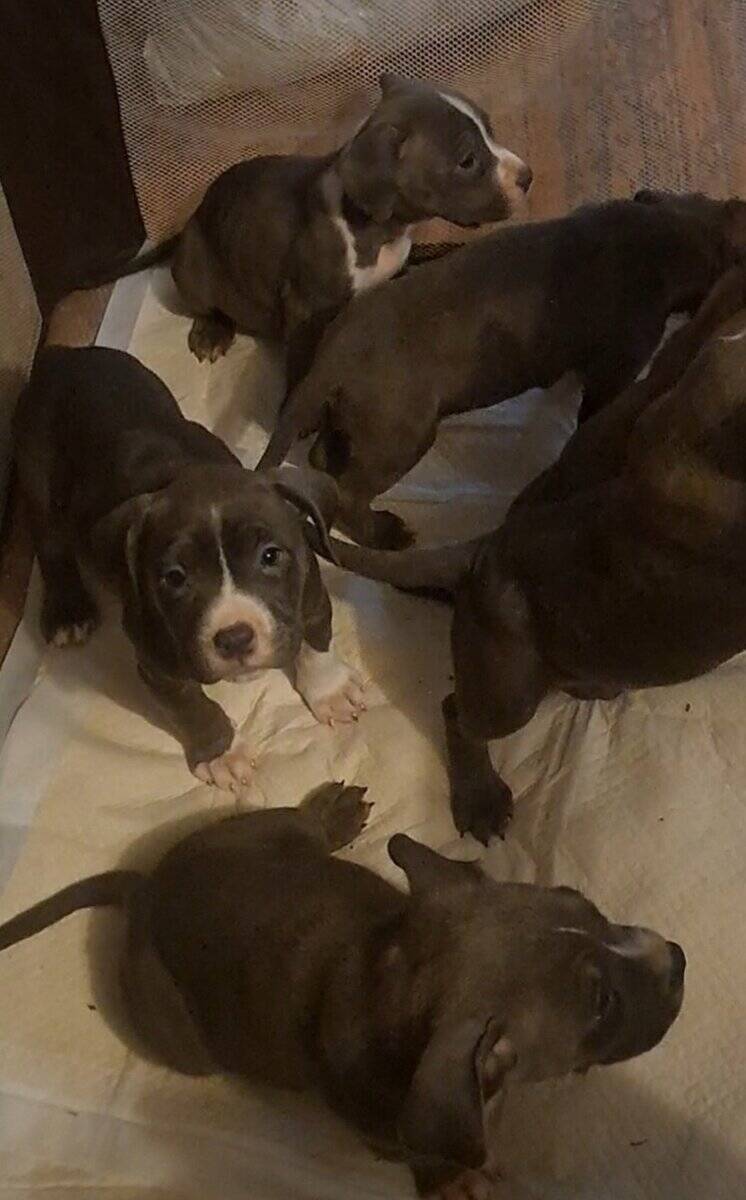 BRAND NEW AMERICAN BULLYS AVAILABLE image 7