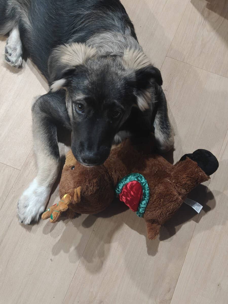 8m old trained Husky mix image 3