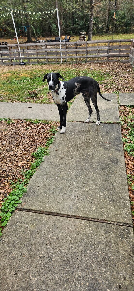Two 9 month old Danes for sale image 4