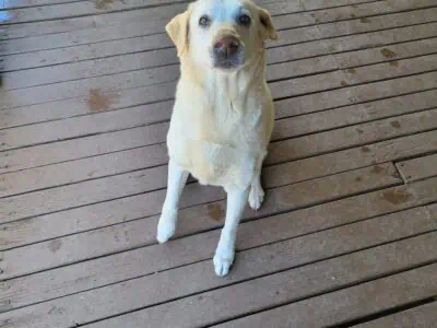 Help Rehoming senior Lab due to housing