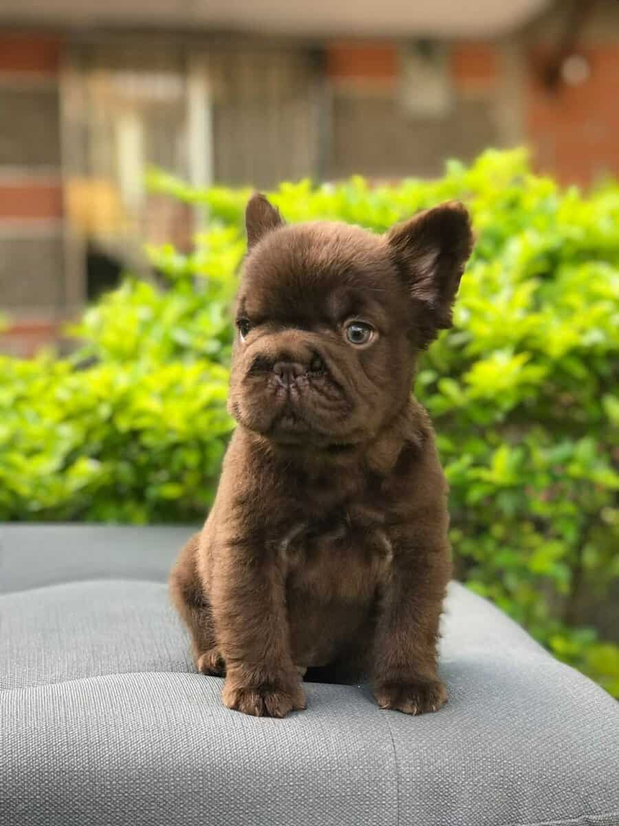French Bulldog Fluffies image 6