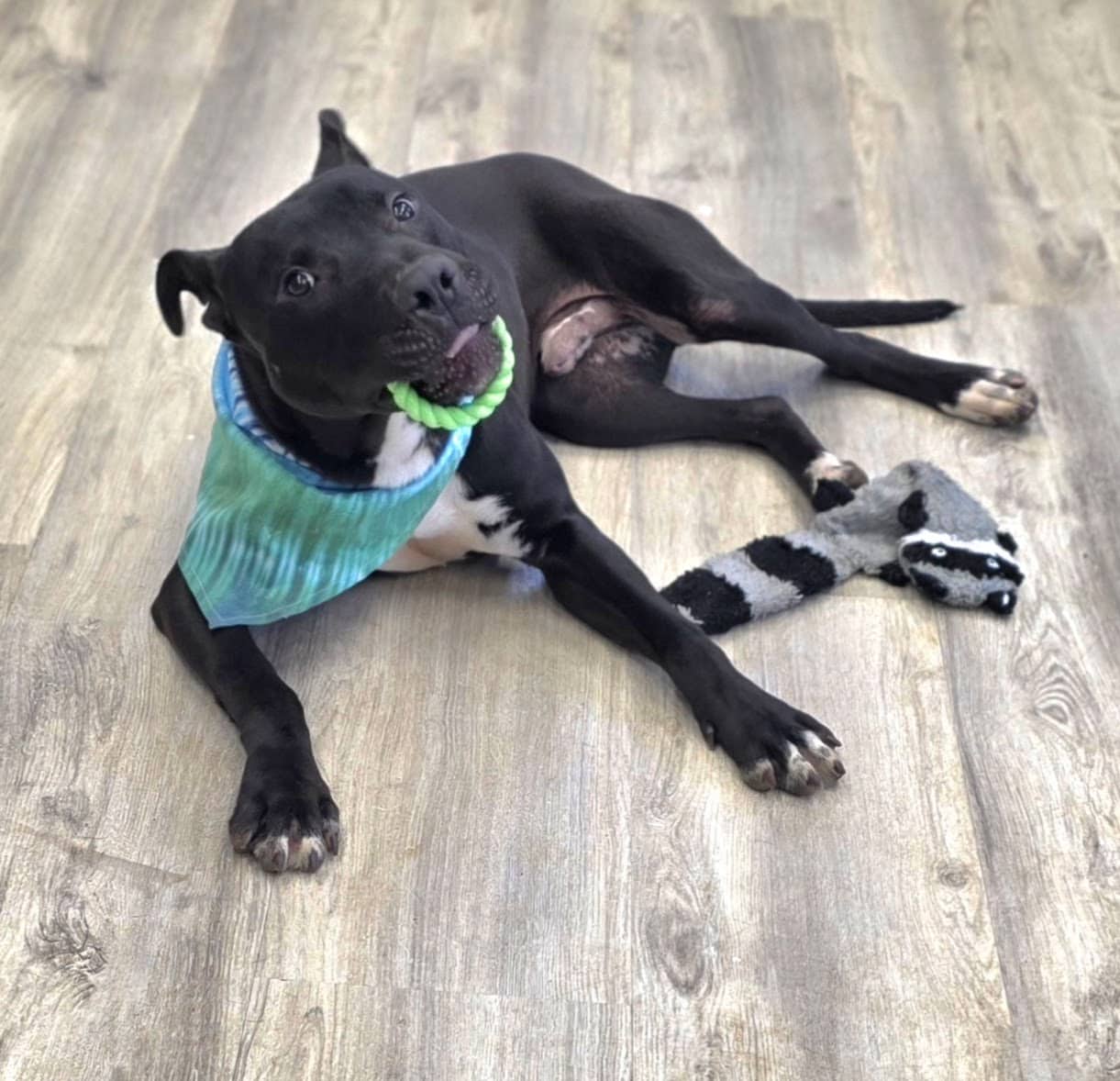 Bronco (8 Months) image 1