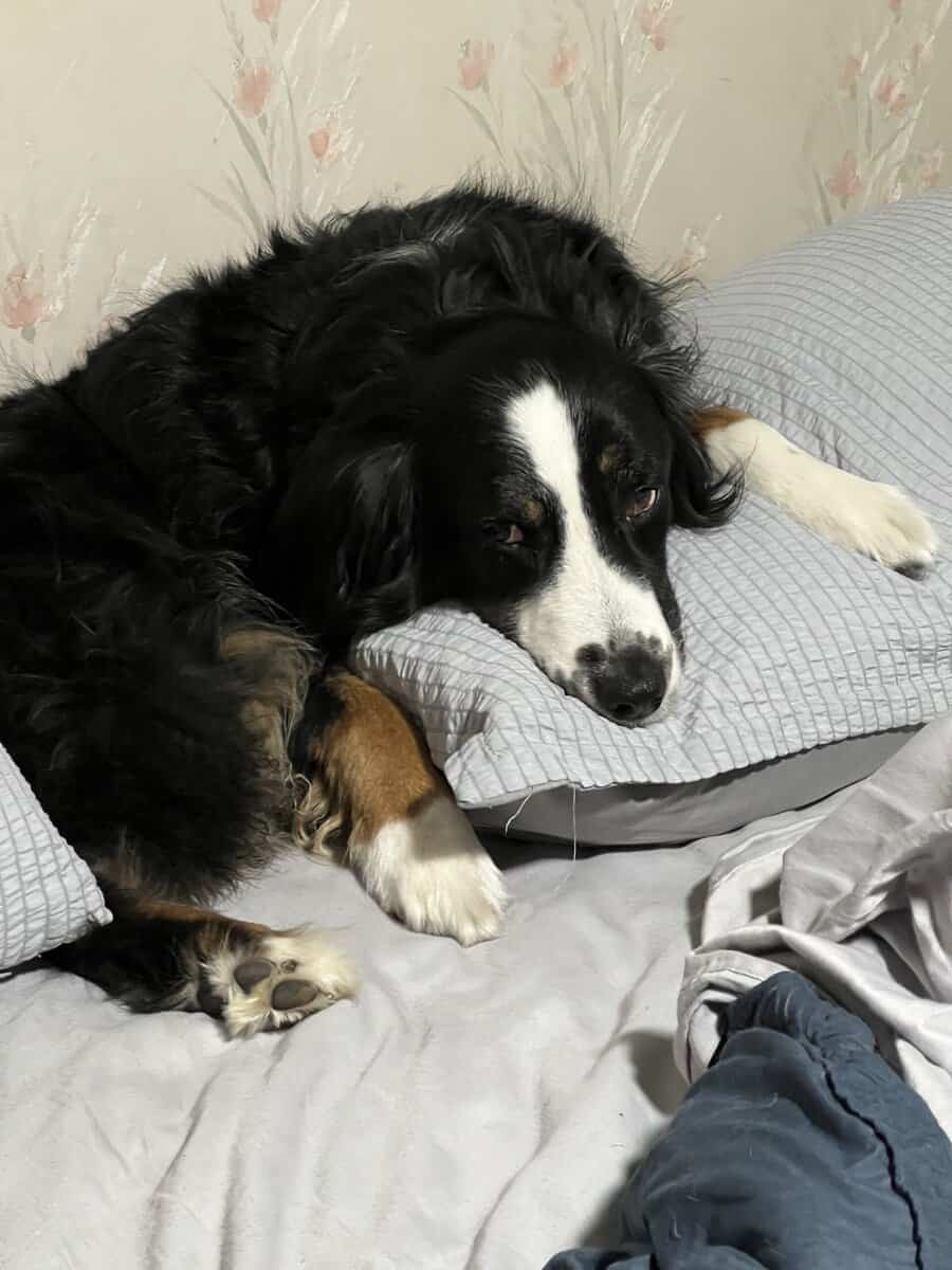 Your Hiking, Running, Couch-Cuddling Partner image 1