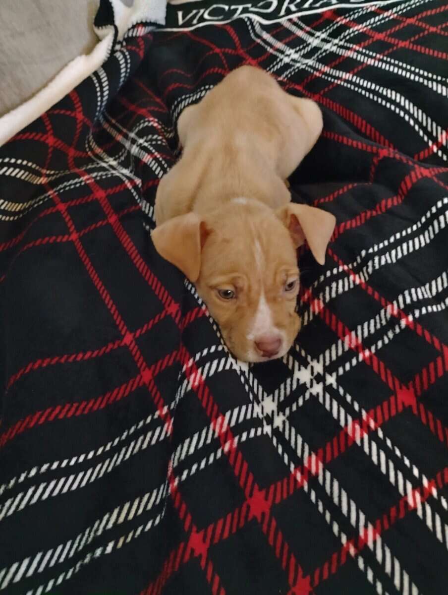Looking for a furever home image 2