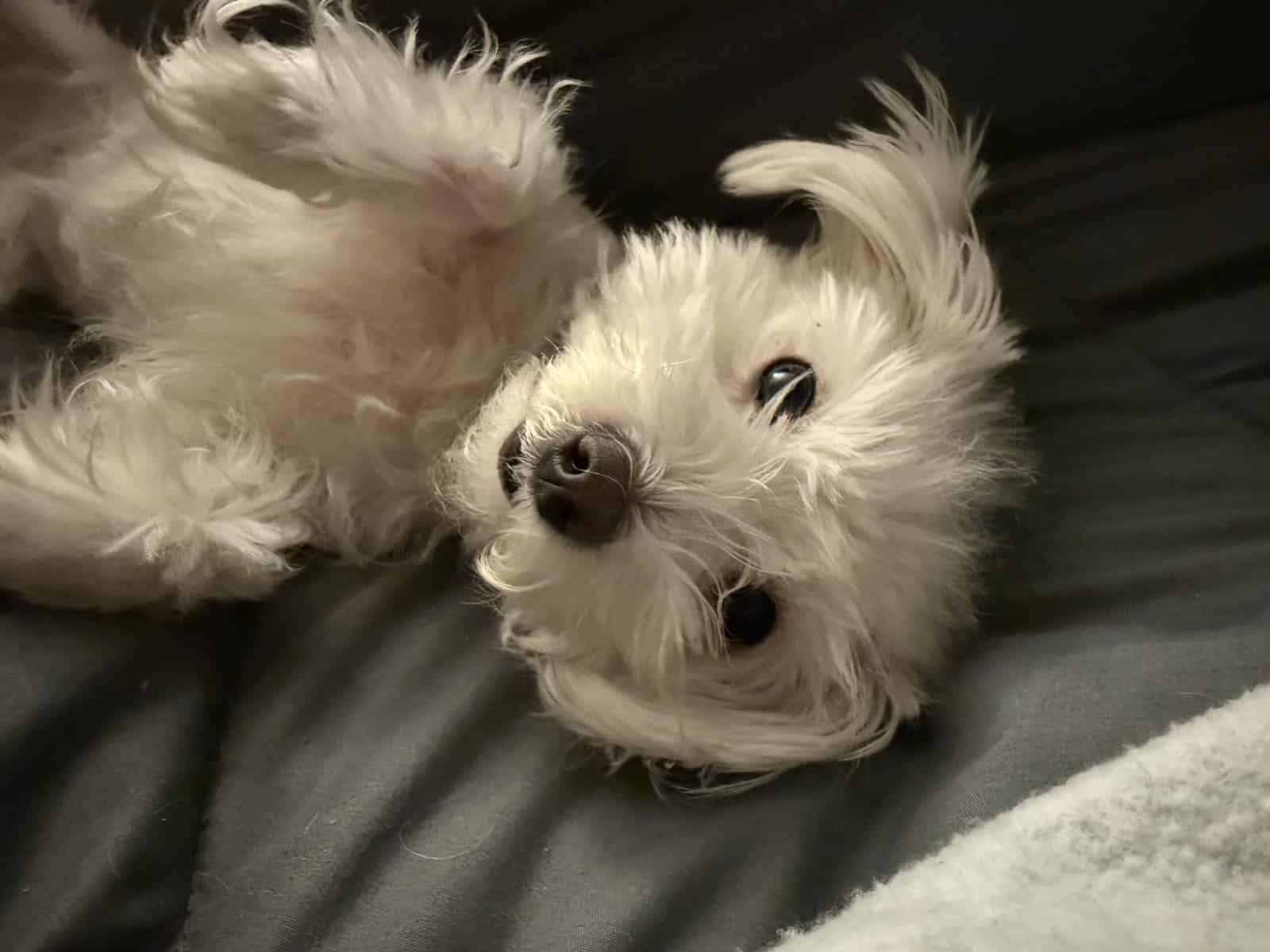 Maltese - Female (4 Years Old) image 2
