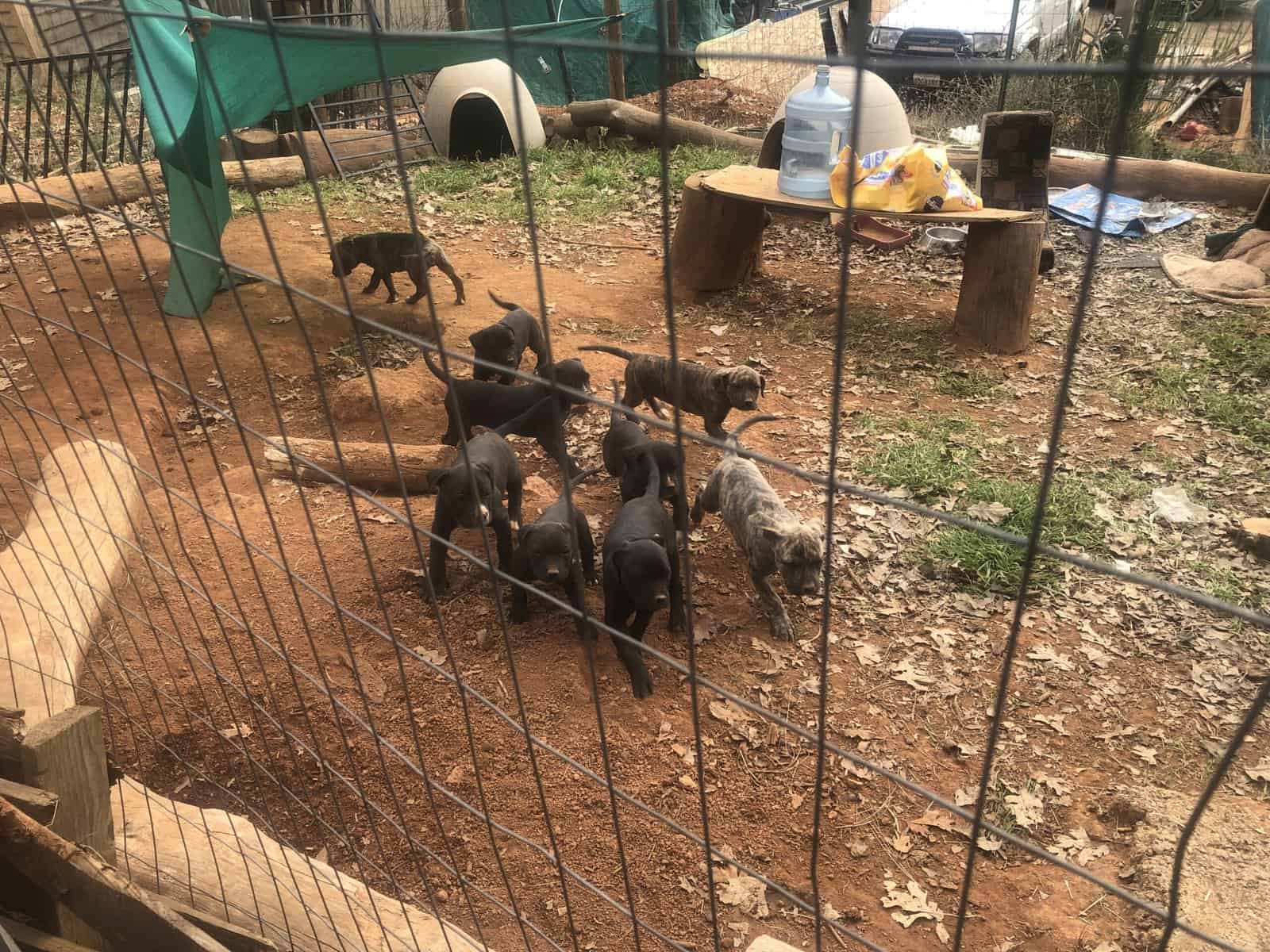 Cane corso puppies for sale image 1