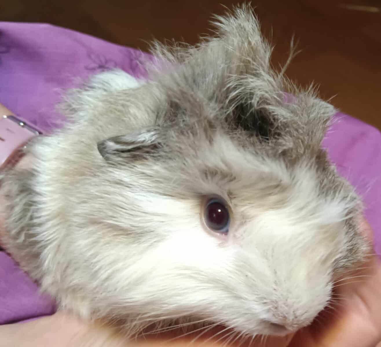 Adorable long haired baby guinea pigs image 4