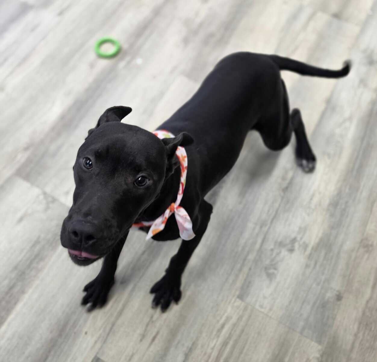Bonnie ( 9 Months ) Female image 2