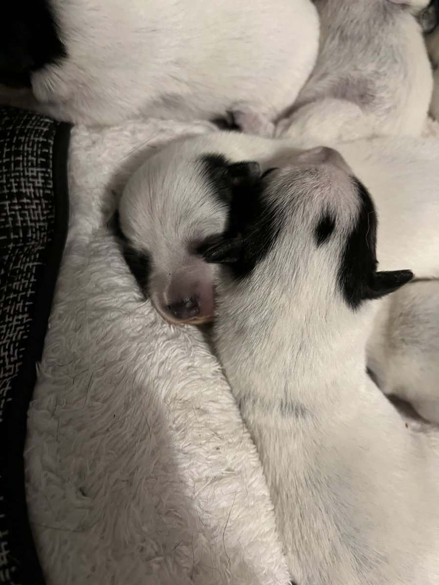 Blue Heeler Pups image 1
